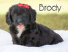 Mini Goldendoodle For Sale Sugarcreek, OH Male - Brody