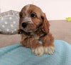 Cavapoo For Sale Millersburg, OH Female- Brook