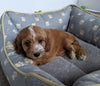 Cavapoo For Sale Millersburg, OH Female- Brook