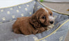 Cavapoo For Sale Millersburg, OH Female- Brook