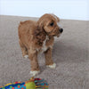 Cavapoo For Sale Millersburg, OH Female- Brook