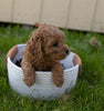 Cockapoo For Sale Fredericksburg, OH Female- Brooke