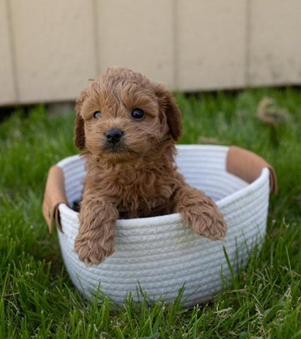 Cockapoo For Sale Fredericksburg, OH Female- Brooke