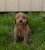 Cockapoo For Sale Fredericksburg, OH Female- Brooke