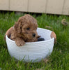 Cockapoo For Sale Fredericksburg, OH Female- Brooke