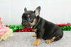 AKC Registered French Bulldog For Sale Wooster, OH Female- Brooklyn