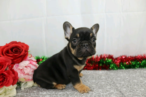 AKC Registered French Bulldog For Sale Wooster, OH Female- Brooklyn