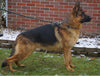 AKC Registered German Shepherd For Sale Millersburg, OH Male- Bruno