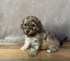 Shih-Poo Puppy For Sale Hartville, OH Male- Bruno