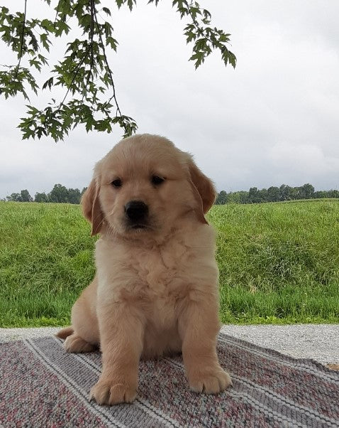 AKC Registered Golden Retriever For Sale Wooster, OH Male- Bruno