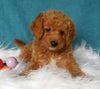 Mini Labradoodle For Sale Millersburg, OH Male- Bubba
