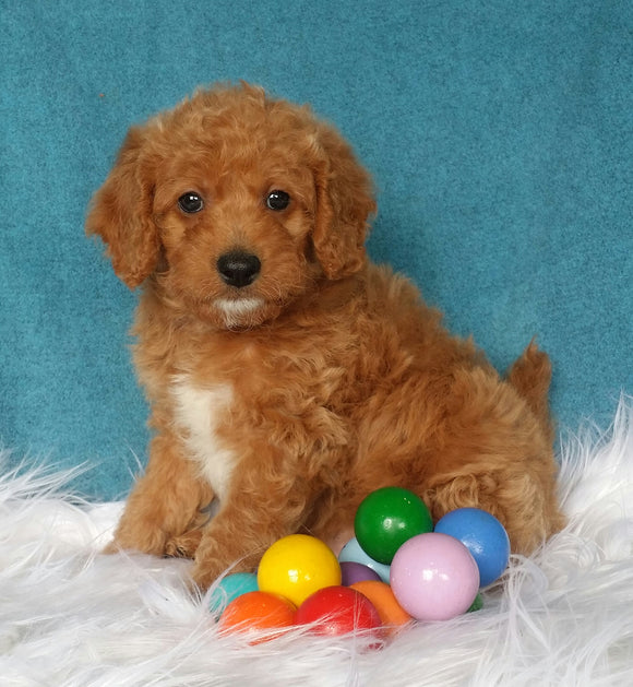 Mini Labradoodle For Sale Millersburg, OH Male- Bubba