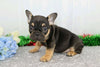AKC Registered French Bulldog For Sale Wooster, OH Male- Bubba