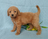 F1B Mini Labradoodle For Sale Millersburg, OH Female- Bubbles