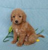 F1B Mini Labradoodle For Sale Millersburg, OH Female- Bubbles
