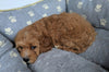 Cavapoo For Sale Millersburg, OH Male- Buddy
