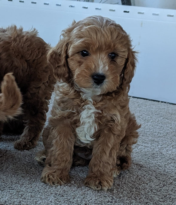Cavapoo For Sale Millersburg, OH Male- Buddy