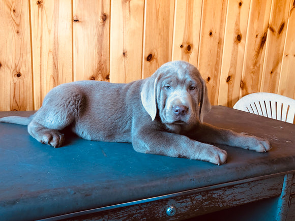 AKC Registered Silver Labrador Retriever For Sale Fredericksburg, OH Male- Buddy