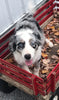 Mini Australian Shepherd Mix For Sale Fredericksburg, OH Male- Buster