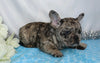 AKC Registered French Bulldog For Sale Wooster, OH Male- Buster