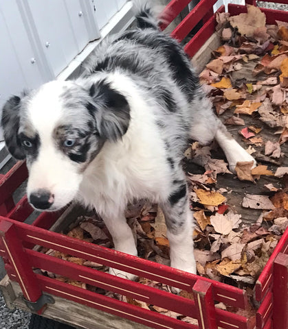 Mini Australian Shepherd Mix For Sale Fredericksburg, OH Male- Buster