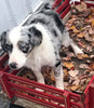 Mini Australian Shepherd Mix For Sale Fredericksburg, OH Male- Buster