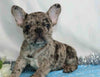 AKC Registered French Bulldog For Sale Wooster, OH Male- Buster