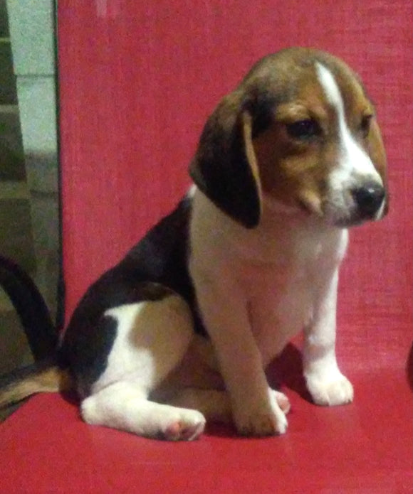 Beagle Puppy For Sale Fredericksburg, OH Male- Buster