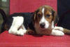 Beagle Puppy For Sale Fredericksburg, OH Male- Buster