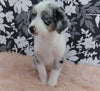 Mini Australian Shepherd Mix For Sale Fredericksburg, OH Male- Buster