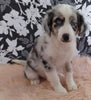 Mini Australian Shepherd Mix For Sale Fredericksburg, OH Male- Buster