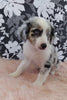 Mini Australian Shepherd Mix For Sale Fredericksburg, OH Male- Buster