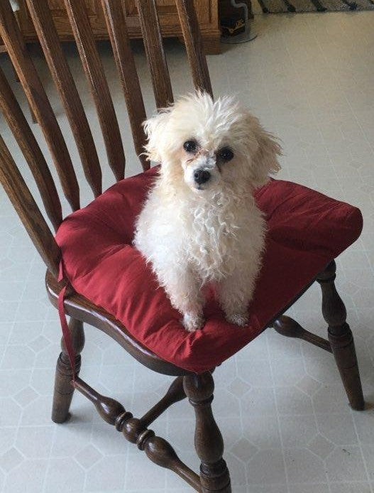 ACA Registered Toy Poodle For Sale Millersburg, OH Male- Butter Ball