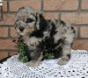 Cockapoo For Sale Millersburg, OH Female- Butterfly