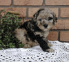 Cockapoo For Sale Millersburg, OH Female- Butterfly