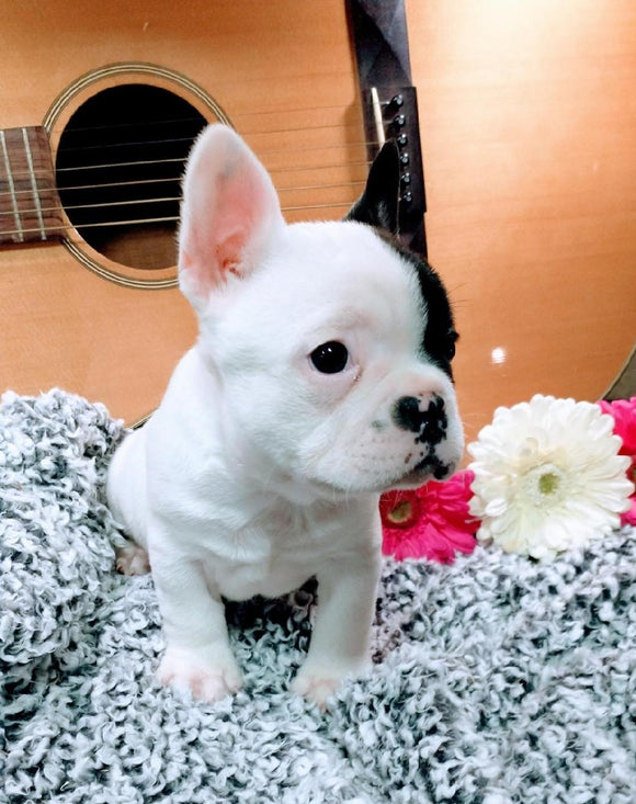 French Bulldog For Sale Fredericksburg, OH Male- Button