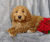 Medium F1B Labradoodle For Sale Millersburg, OH Female- Button