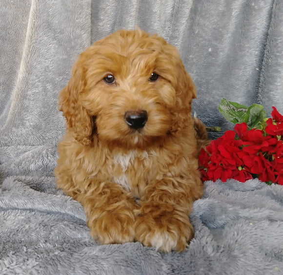 Medium F1B Labradoodle For Sale Millersburg, OH Female- Button