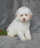 F1B Cockapoo For Sale Millersburg, OH Female- Buttons