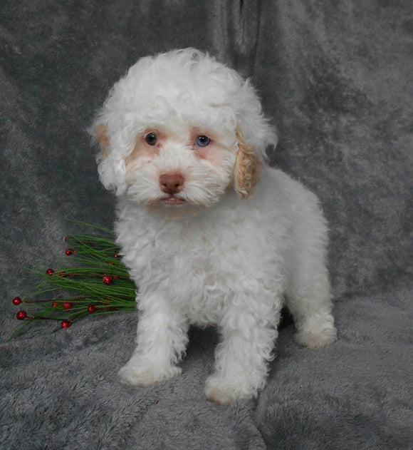 F1B Cockapoo For Sale Millersburg, OH Female- Buttons