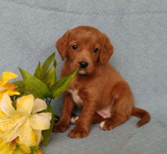 F1B Mini Labradoodle For Sale Millersburg, OH Female- Buttons