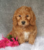 Mini Labradoodle For Sale Millersburg, OH Female- Buttons