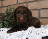 Cockapoo For Sale Millersburg, OH Female- Buttons