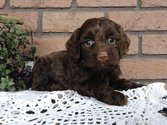 Cockapoo For Sale Millersburg, OH Female- Buttons