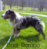 Australian Shepherd For Sale Baltic, OH Female- Misty