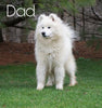Samoyed Puppy For Sale Fredericksburg, OH Female- Snow White