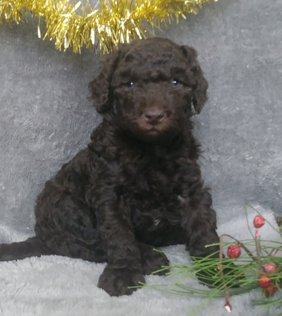 Mini Labradoodle For Sale Millersburg, OH Male- Cinnamon