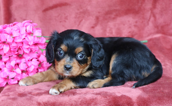 AKC Registered Cavalier King Charles Spaniel For Sale Fredericksburg, OH Male- Cade