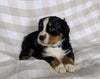 AKC Registered Bernese Mountain Dog For Sale Sugarcreek, OH Female- Callie