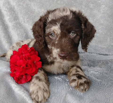 Mini F1B Labradoodle For Sale Millersburg, OH Male- Calvin